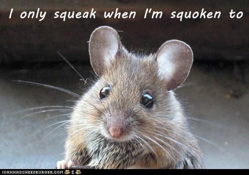squeak.jpg