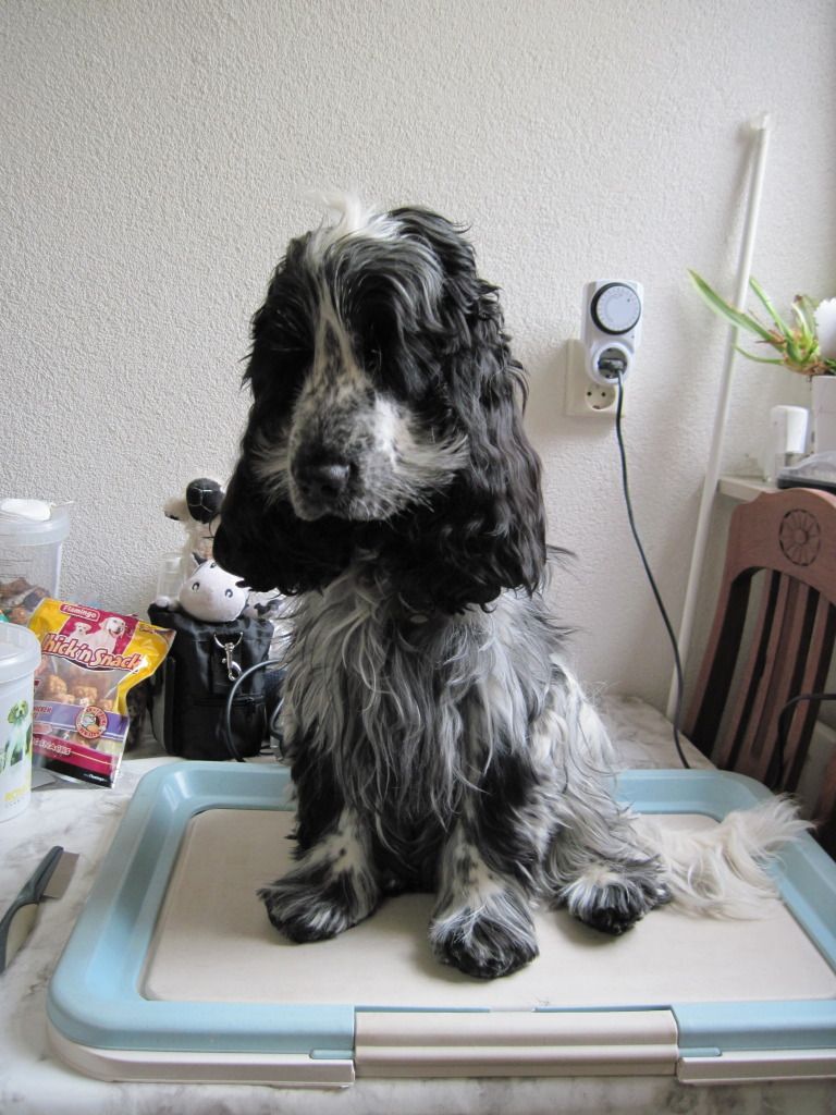 Eigen hond trimmen workshop