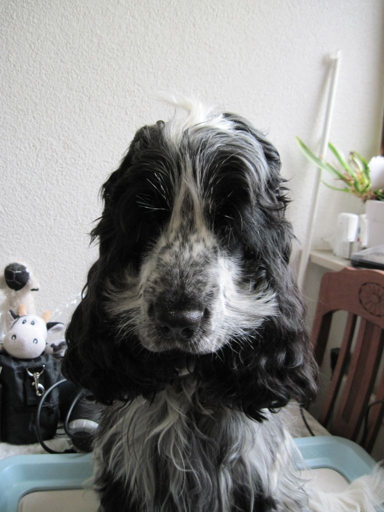 Eigen hond trimmen workshop