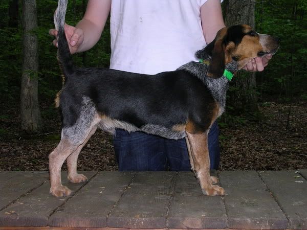 ukc bluetick forum