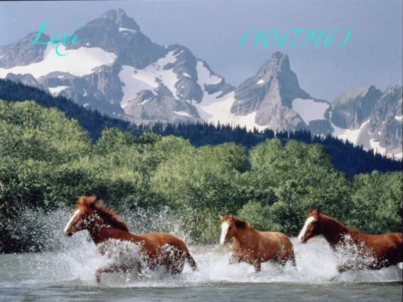 horses running through water. Horses running through water
