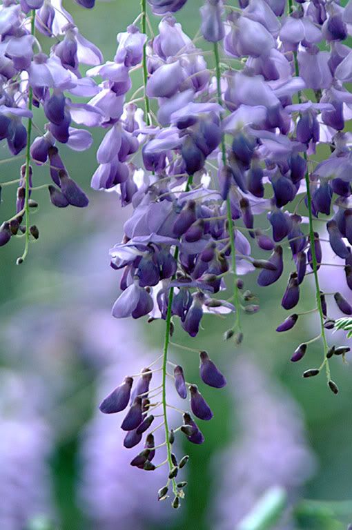 http://i838.photobucket.com/albums/zz304/rubypecot/Wisteria.jpg