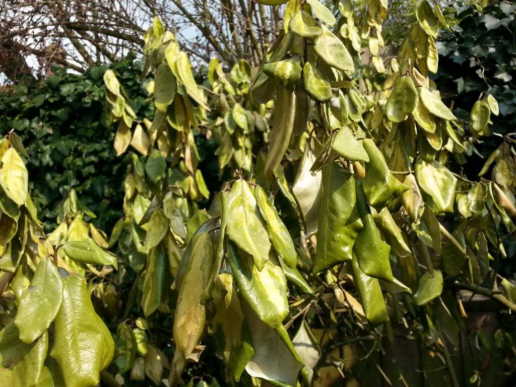 Elaeagnus leaves drooping My Garden