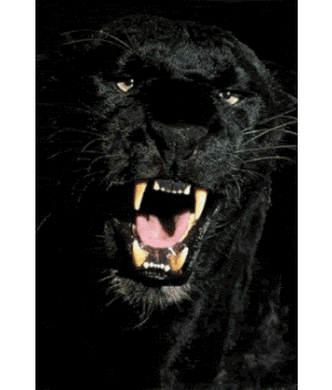 phoenxz,phoenxzinha,rock,cat,patricinhas,black,danca