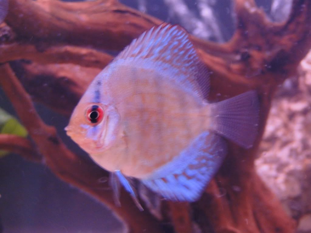 DSC01415.jpg