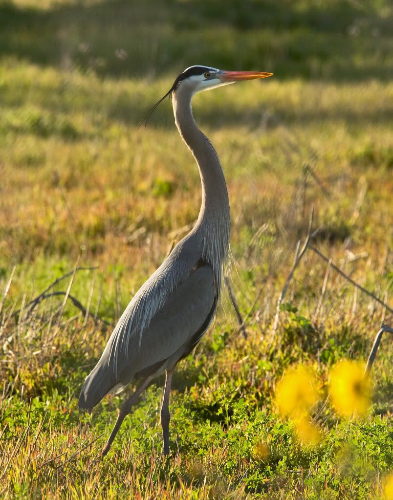 IMAGE: http://i838.photobucket.com/albums/zz306/Life-n-Focus/POTN%20CC/RG_18084.jpg