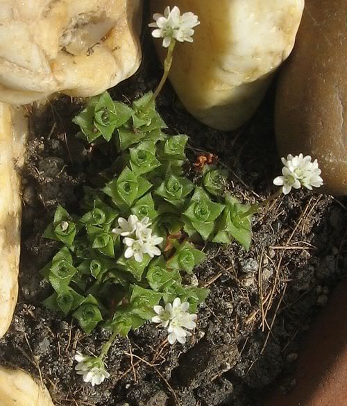 Crassula Socialis