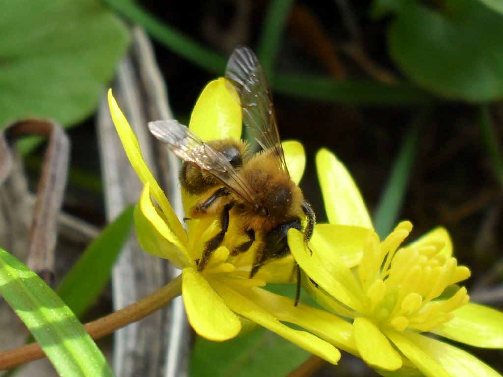 Bee Pictures, Images and Photos