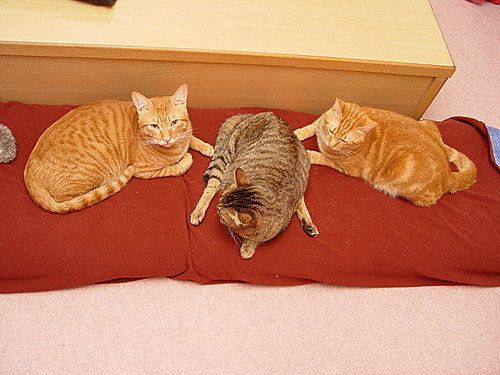 photo 154_zpsd0d00a36.jpg