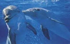 http://i838.photobucket.com/albums/zz310/TheBb101/Dolphins.jpg