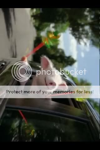 Photobucket Pictures, Images and Photos