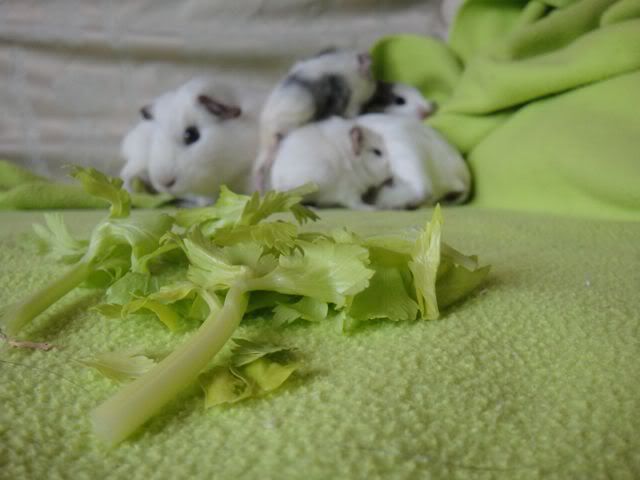 DSC01162.jpg