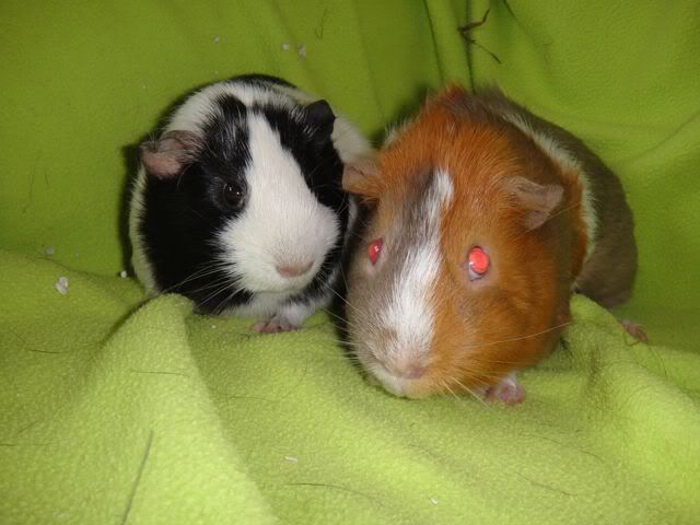 berryandmurphy.jpg