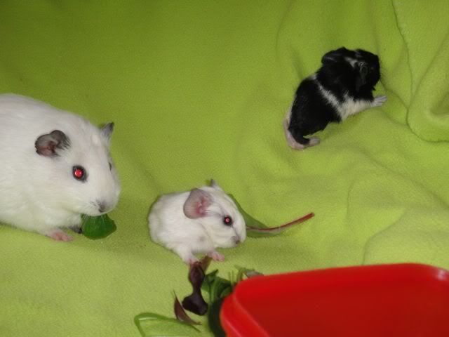 crocus.jpg