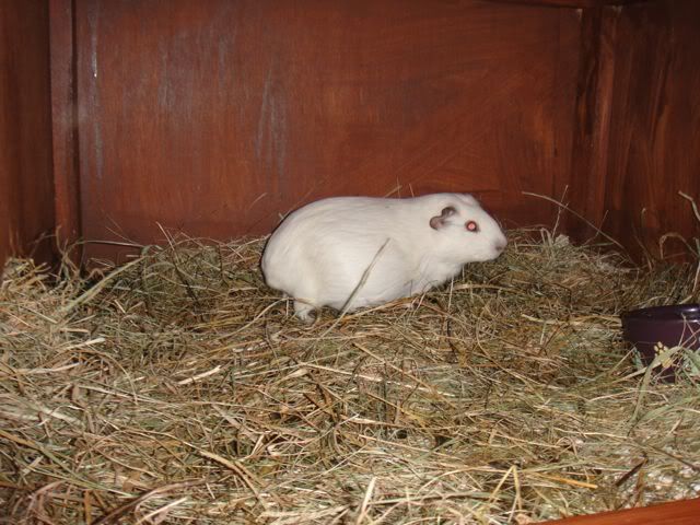 snowbell.jpg