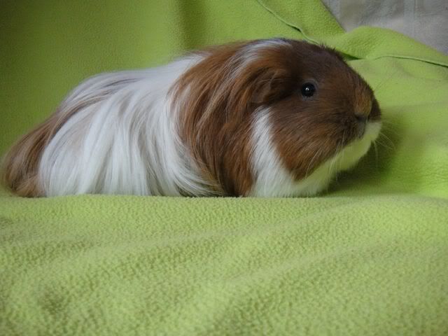 squeaky.jpg