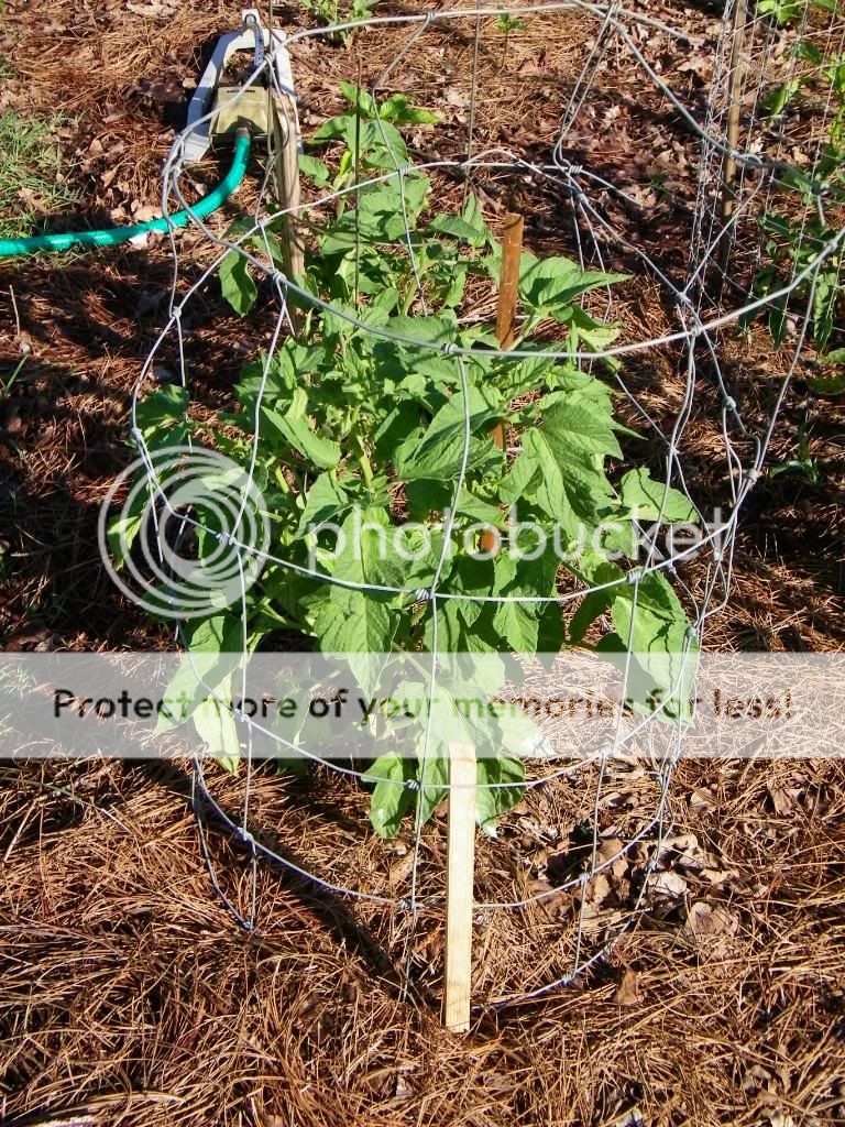 The 5 Best Ways to Stake Your Tomatoes - The Free Range Life